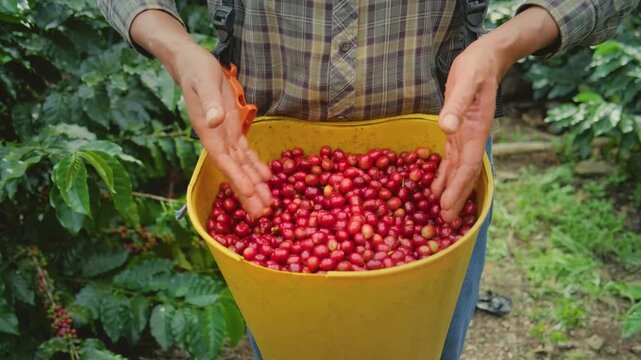 farmer's hands picking freshly harvested coffee cherries in the Yungas region of Bolivia - coffee concept