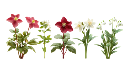 Sets of hellebore plants cyclamen plants and snowdrop plants on transparent background