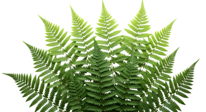 Lush green fern fronds arranged in a semicircular pattern, , showcasing their intricate leaf structure and vibrant color, creating a natural and refreshing botanical display