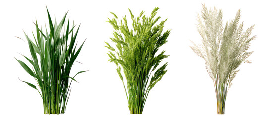 Three sets of oat grass velvet grass and foxtail grass side by side on transparent background