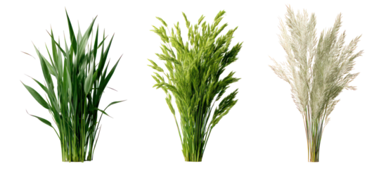 Three sets of oat grass velvet grass and foxtail grass side by side on transparent background