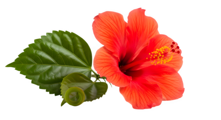 Closeup of a vibrant red hibiscus flower, showcasing its delicate petals, prominent stamen, and lush green leaves, perfect for tropical designs and floral illustrations