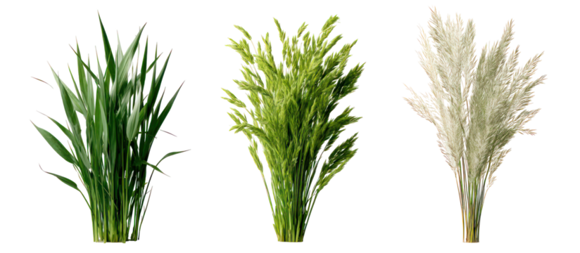 Three sets of oat grass velvet grass and foxtail grass side by side on transparent background - Powered by Adobe