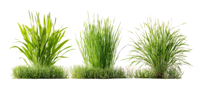 Three sets of oat grass velvet grass and foxtail grass side by side on transparent background
