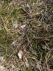 background texture moss lichen on stone