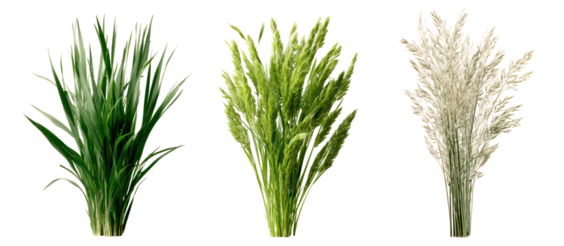 Three sets of oat grass velvet grass and foxtail grass side by side on transparent background