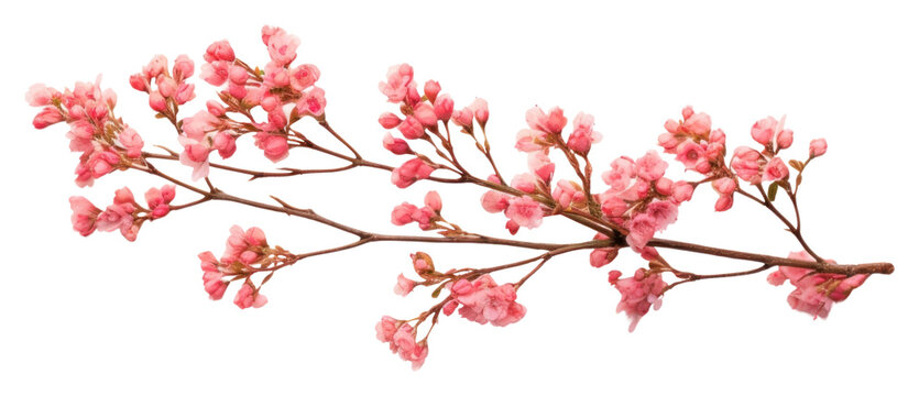 PNG Twig of coral limonium flowers blossom plant twig.