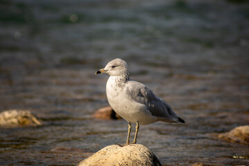 Seagull standing on a rock by the river
