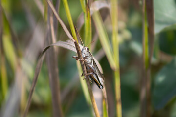 Gray Grasshopper resting on a branch