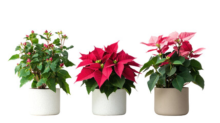 Three sets of poinsettia plants primrose plants and camellia plants on transparent background