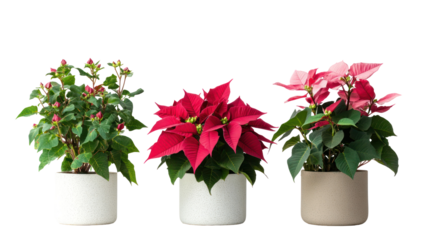 Three sets of poinsettia plants primrose plants and camellia plants on transparent background