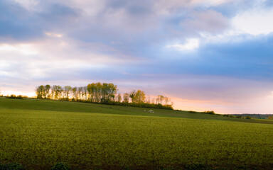 autumn field and sunset