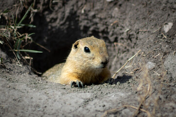 Ground squirrel emergin from burrow