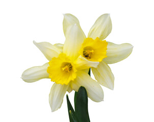 Narcissus isolated on transparent background
