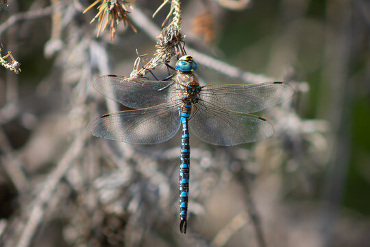 Blue dragonfly resting