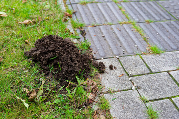 Fresh molehill of loose earth pushed up beside grass curb