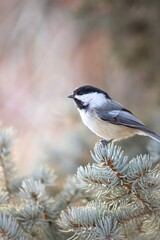 Close-up of a black-capped chickadee perched on pine branch