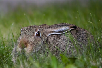 Jackrabbit lying on the grass