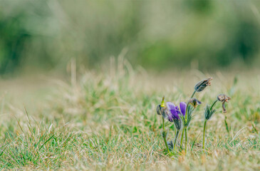 Anémones pulsatilles dans les pelouses sèches du Revermont à Hautecourt-Romanèche, Ain, France