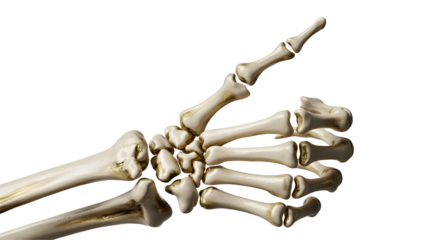Human skeleton hand giving a thumbs up gesture isolated on transparent background