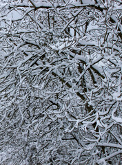 The frosty, snow-dusted tree branches of an Ash tree (Fraxinus excelsior) form a beautiful, winter texture defining the cold December landscape in the Welsh Valleys near Pontypool, Torfaen, Wales, UK