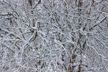 A mid-winter day in the Welsh Valleys, with thick winter snow outlining every curve on the bare tree branches of an Ash tree (Fraxinus excelsior), in Pontypool, Torfaen, Wales, United Kingdom