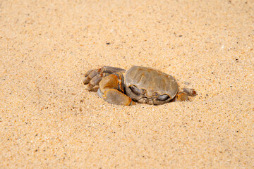 crab with eggs on the sand in maldive