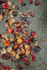 Colorful autumn leaves scattered on a wet surface in a city park during fall season