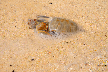 crab with eggs on the sand in maldive