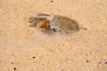 crab with eggs on the sand in maldive