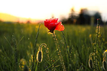 Close up : one red poppy flower grows in the field
