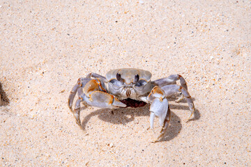 crab with eggs on the sand in maldive