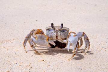 crab with eggs on the sand in maldive