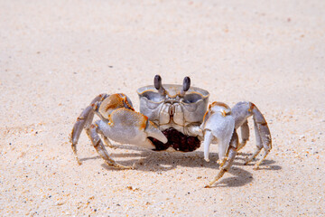 crab with eggs on the sand in maldive