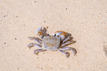 crab with eggs on the sand in maldive