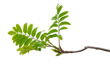 Young shoots on a rowan branch isolated on a transparent background