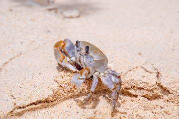 crab with eggs on the sand in maldive