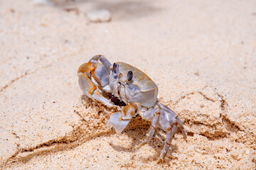 crab with eggs on the sand in maldive