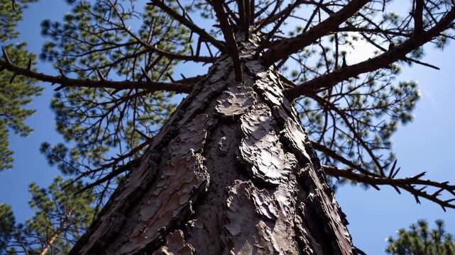 Forest height perspective, Pine tree soaring upwards, Closeup of pine bark and branches, Natural patterns on pine trunk in sunlight, Detailed view of pine tree with textured bark and sunlit needles