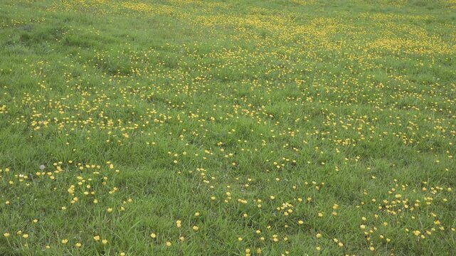 Wild Buttercup Flower Meadow in Spring &ndash; Wide Scenic Yellow Floral Landscape with Smooth Pan Motion and Static Holds for Nature Backgrounds, Seasonal Footage and Cinematic Video Projects
