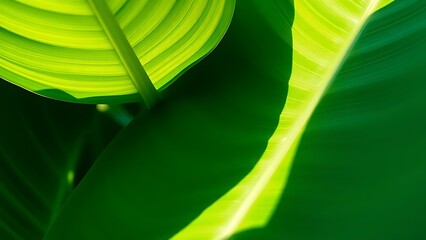 cannifolium. Close-up of Spathiphyllum cannifolium leaves with abstract green tropical foliage texture. gardening catalogs, home-decor guides, designed for gardening and botanical catalogs.