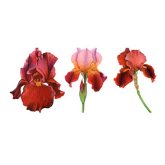 Vibrant Red and Orange Iris Flowers Botanical Illustration