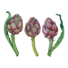 Three Hand-Painted Artichokes Botanical Illustration