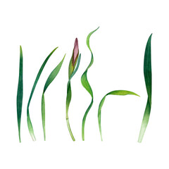 Watercolor Green Leaves and Flower Bud Collection