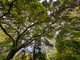 Obraz premium View of lush trees reaching towards the sky in a peaceful forest setting during autumn
