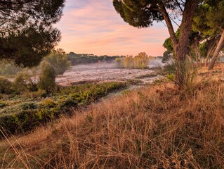 Morning mist blankets a serene landscape with trees and grass at dawn in a tranquil natural setting