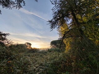 Sunrise in a serene forest clearing with mist and lush greenery at dawn