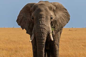 Serengeti National Park, Tanzania: African Elephant Portrait in Golden Light