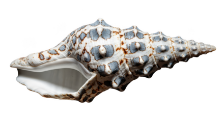 Seashell with grey spots