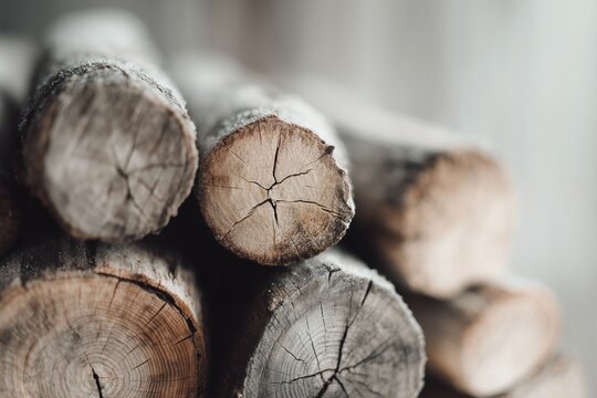 Stacked firewood ends texture, top view. Circular rings, cracks, matte earthy palette, subtle frost dusting